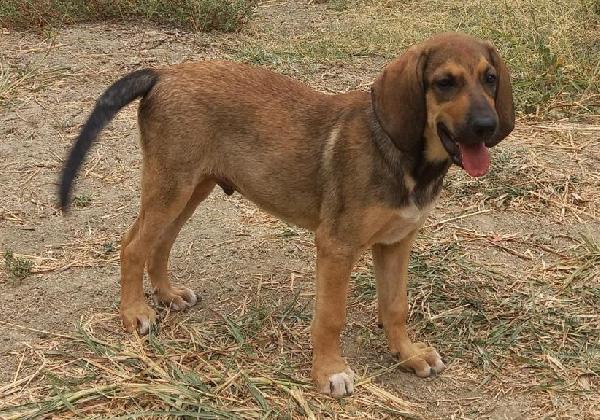 Laos, Cucciolo Di Segugio Di 3 Mesi